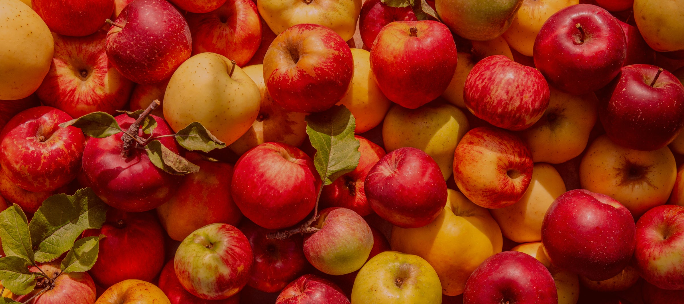 Banner of Locally sourced Sebastopol heirloom apples for traditional Orléans method vinegar.