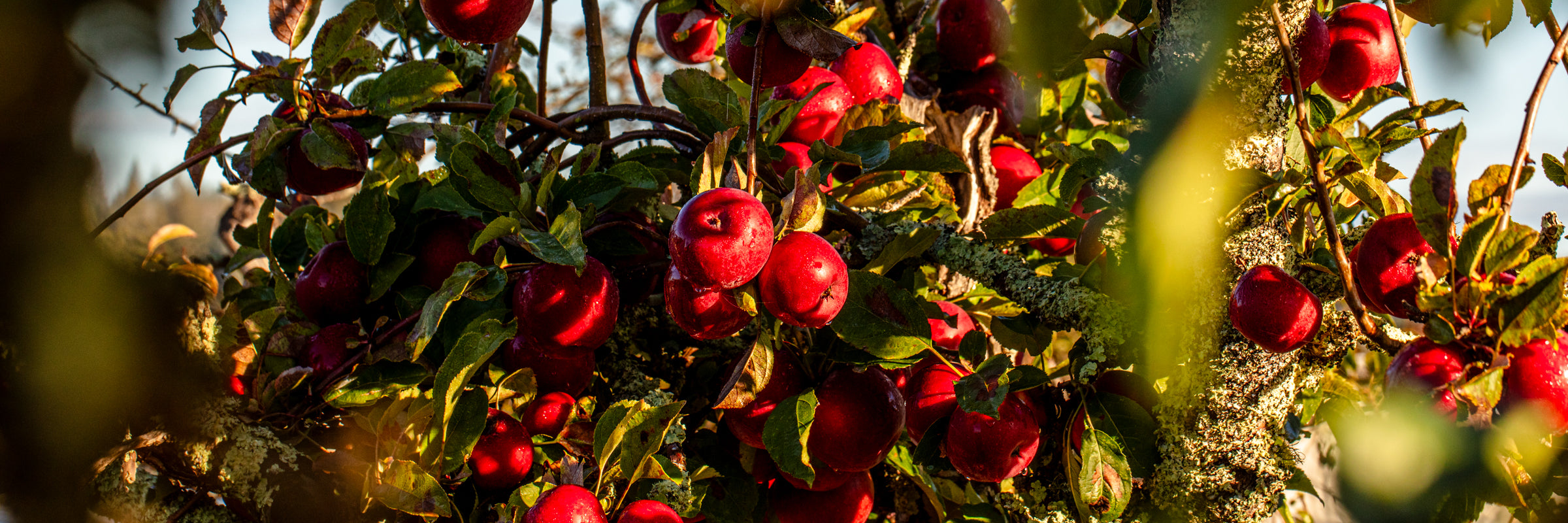 Little Apple Treats apple tree banner representing heritage Orléans method vinegar from Sebastopol.