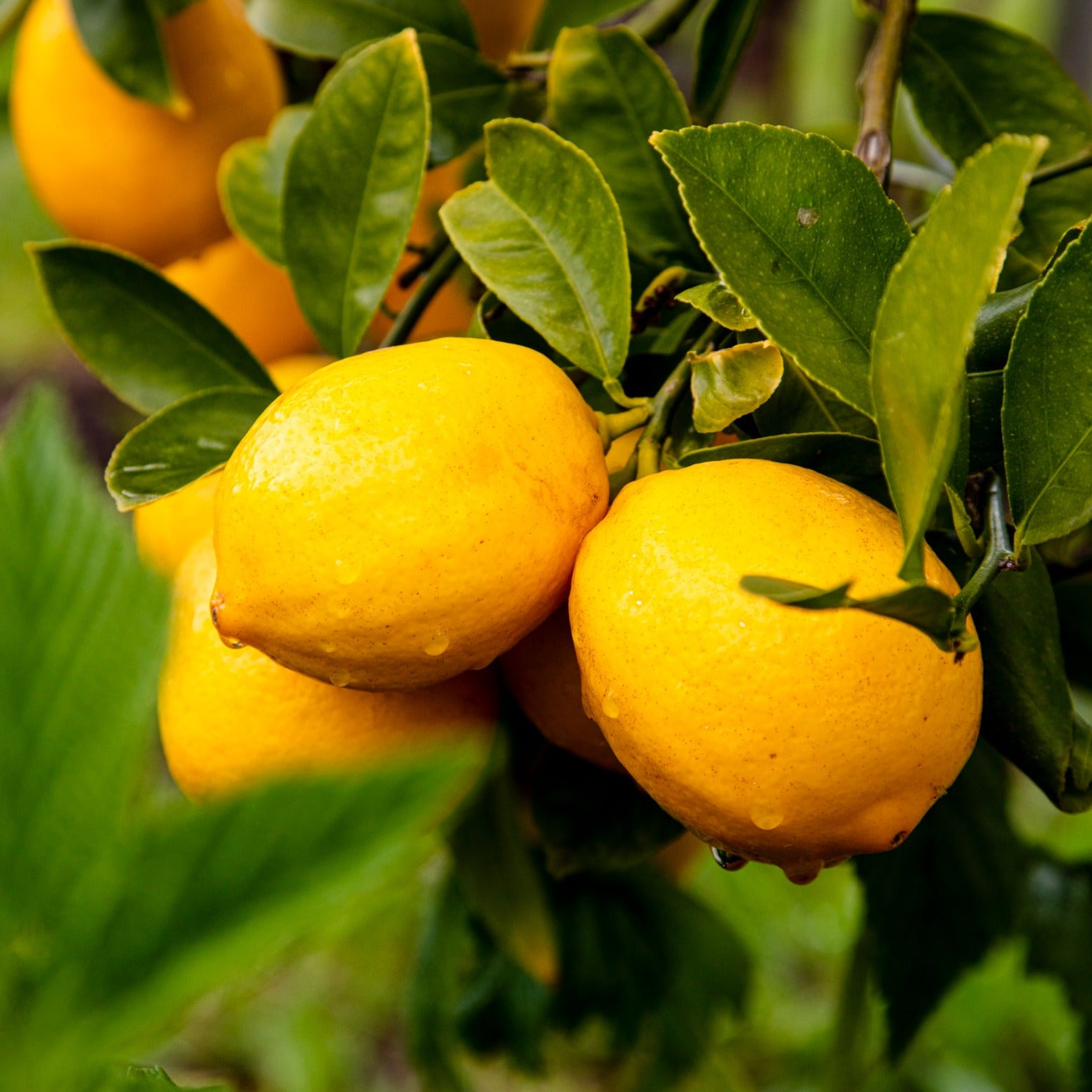 Citrus Gems