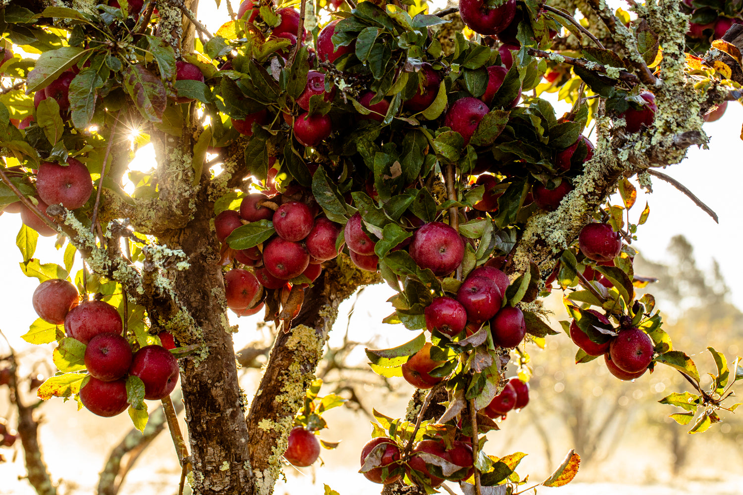 Sunlight filtering through green leaves and ripe red apples on a tree at Little Apple Treats’ orchard.