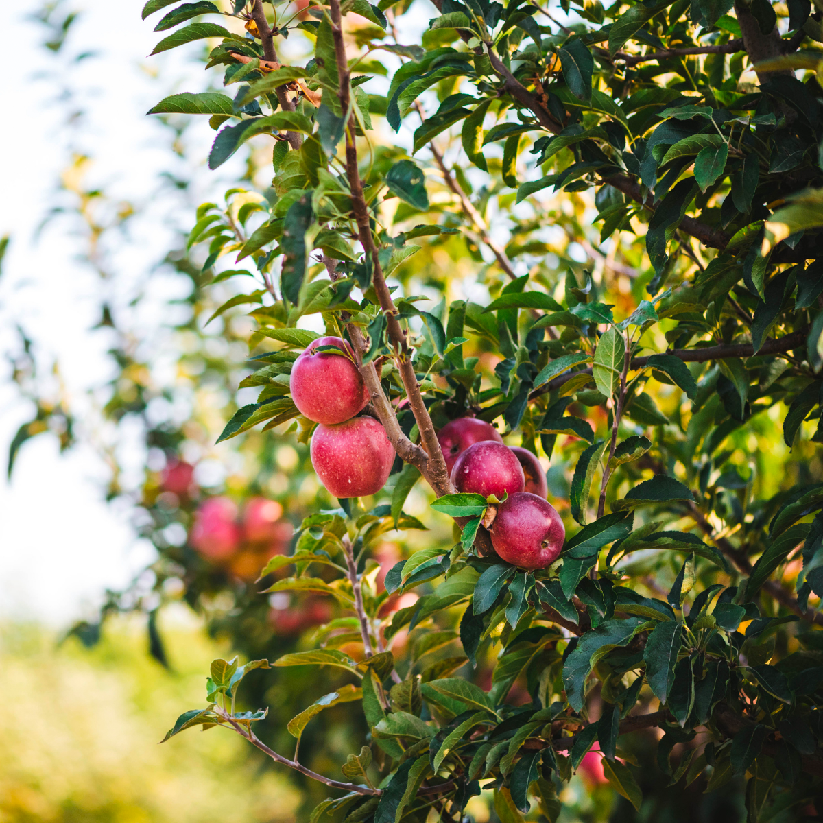 Apples growing on a tree at Little Apple Treats
