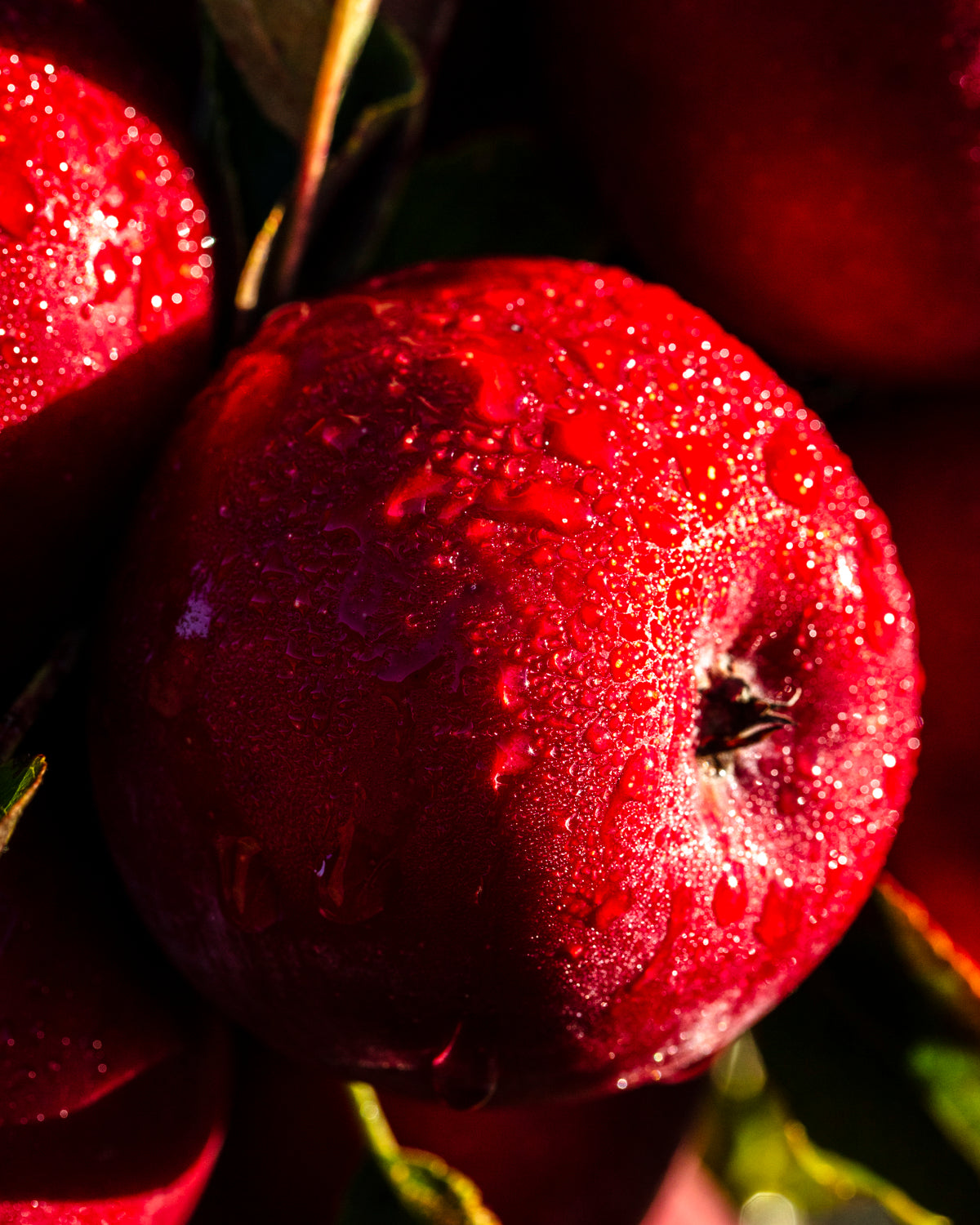 2026 Super-Fan Size Vinegars