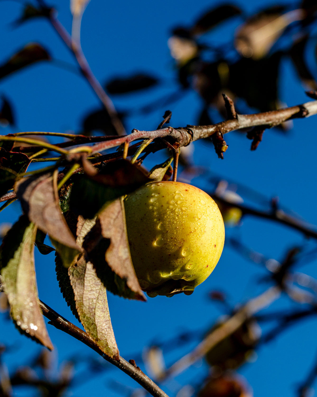 375 ml. Apple Cider Vinegars 2026