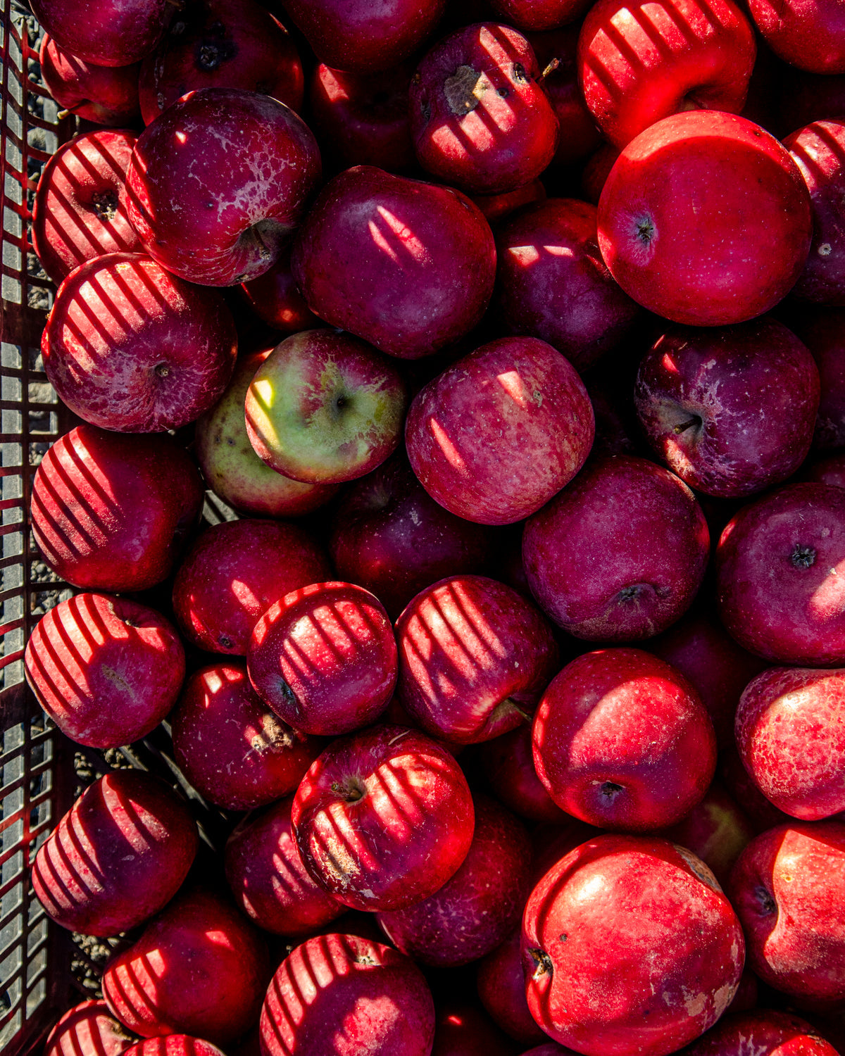 bin of assorted heirloom apples used to make Little Apple Treats Orléans style apple cider vinegar