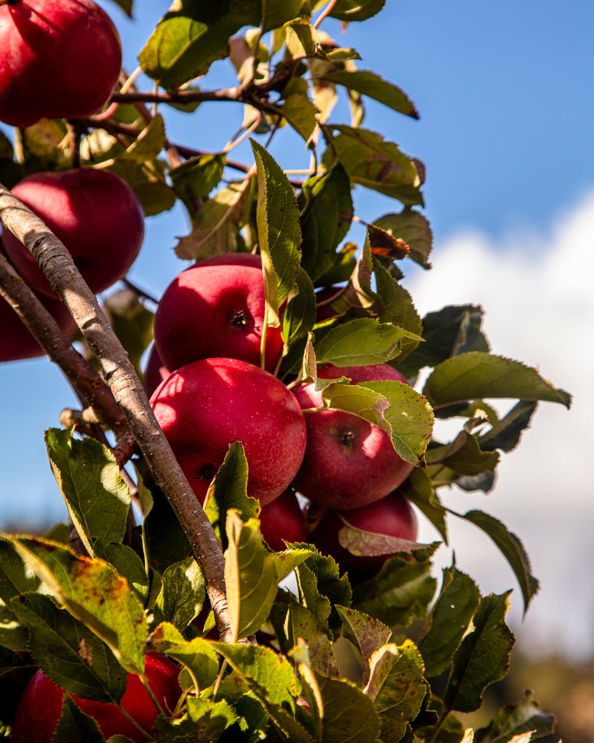 Specialty Vinegars 2026