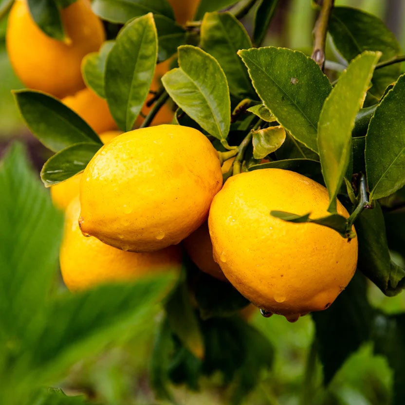 California Citrus Gems