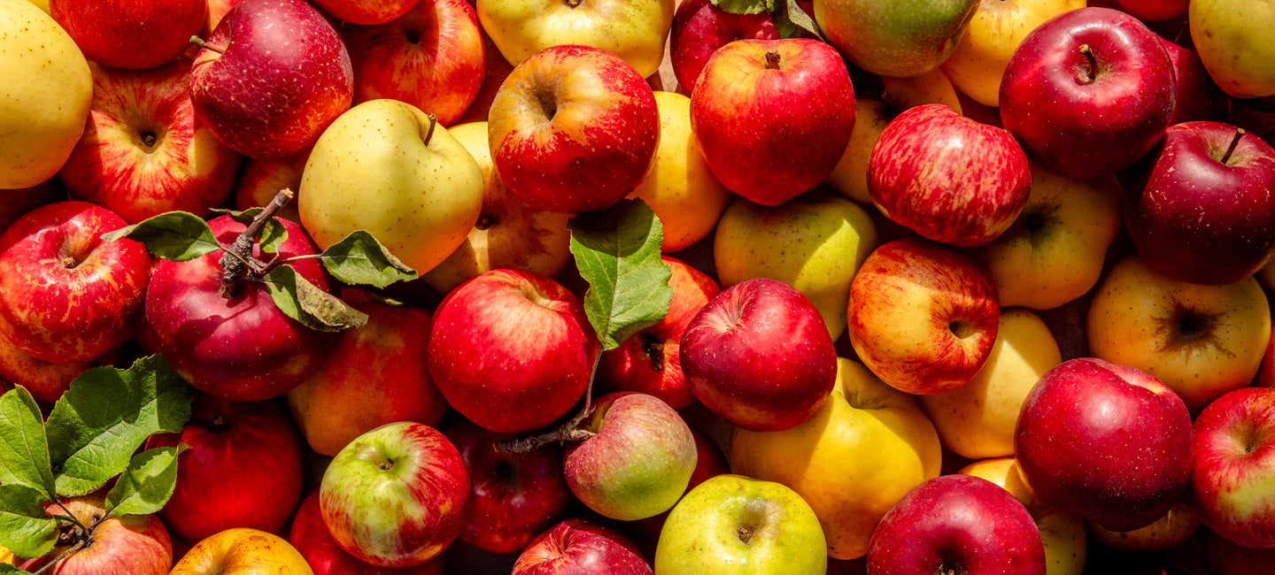 banner of locally sourced Sebastopol heirloom apples for traditional Orléans method vinegar.