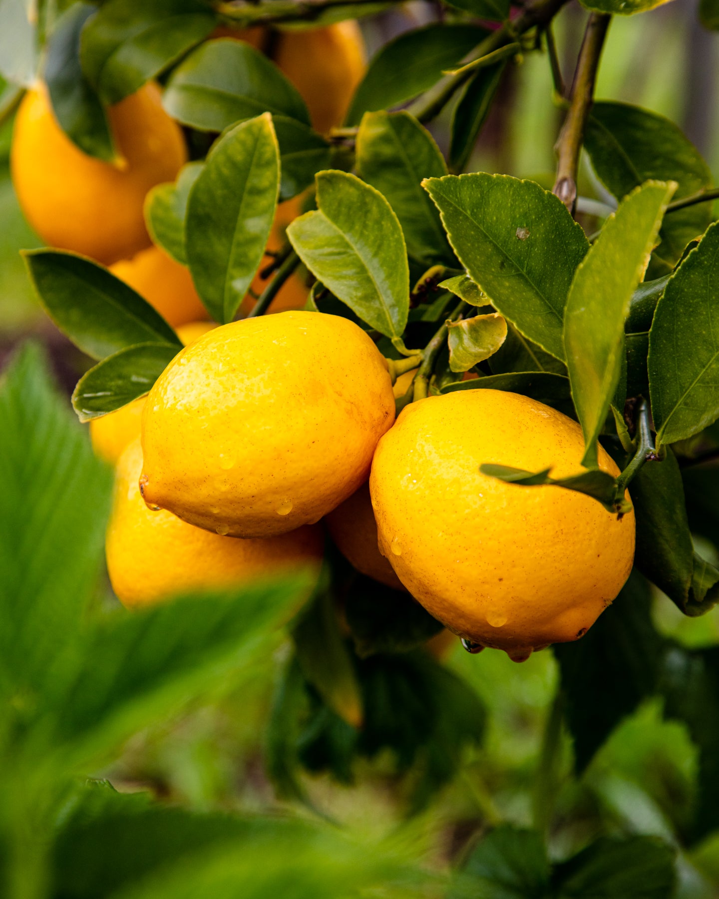 California Citrus Gems
