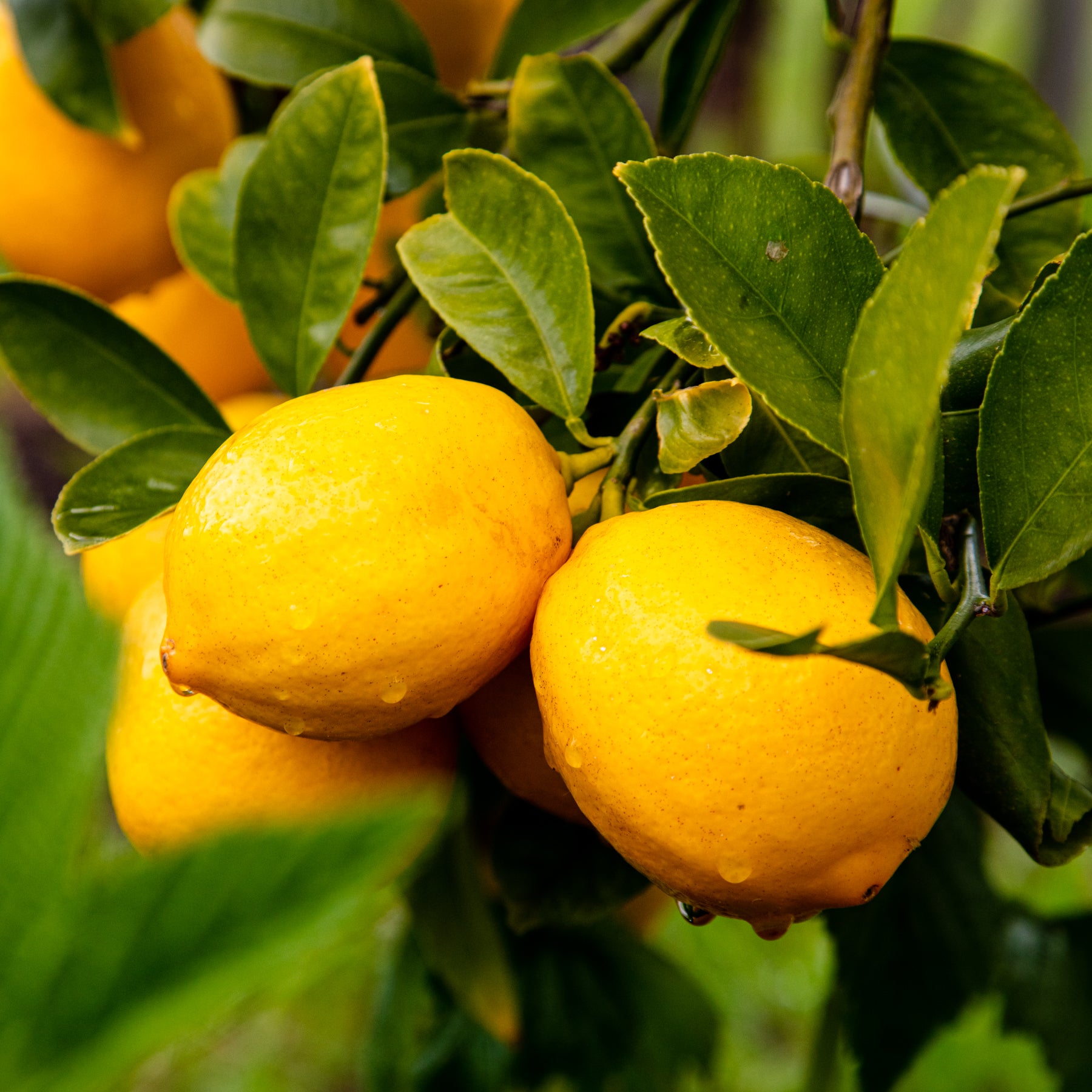 Triple Citrus Shrub